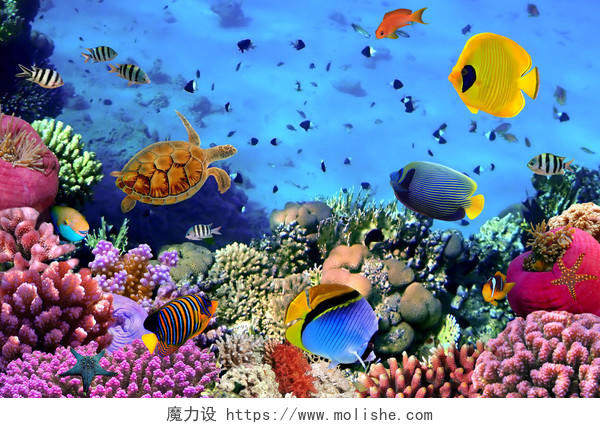 埃及红海珊瑚群的照片